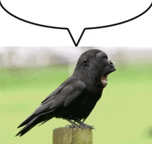 a black bird with a gorilla face is standing on a wooden post