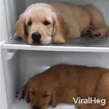 Resting Dog GIF - Resting Dog Viralhog GIFs