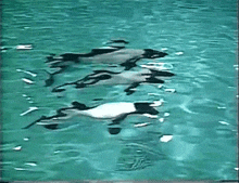 a group of dolphins are swimming in a pool of water