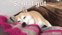 Schlaf Gut Dulfie Shiba GIF - Schlaf Gut Dulfie Shiba GIFs