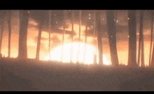 a sunset in a forest with the sun shining through the trees