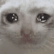 a close up of a white cat 's face with its eyes closed and crying .