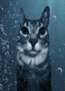 Cat Cat In Water GIF - Cat Cat In Water Water In Cat GIFs