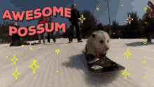Awesome Possum GIF - Awesome Possum Snowboard GIFs