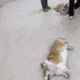 a person is laying on the floor with two dogs