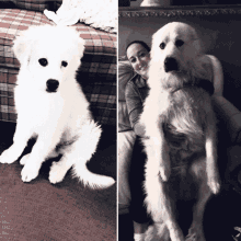 4months4years Great Pyrenees GIF - 4months4years Great Pyrenees Great Pyrenees Mountain Dog GIFs