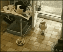 Seagull Steals GIF - Seagull Steals Cats GIFs