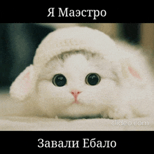 a white cat wearing a knitted hat with the words " maestro " above it
