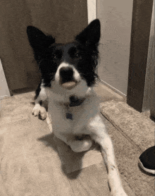 a black and white dog with a blue tag on its neck is laying on the floor