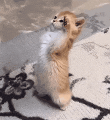 a cat is standing on its hind legs on a carpet