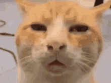 Guh Prime GIF - Guh Prime Cat GIFs