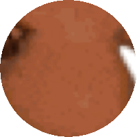 a close up of a brown object in a circle