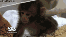 Baby Monkey GIF - Baby Monkey GIFs