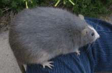 Big Rat GIF