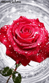 a red rose with water drops on it is surrounded by bubbles