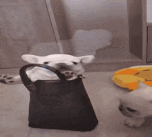 a dog is holding a black purse with its mouth open