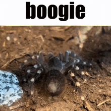 Tarantula Spider GIF - Tarantula Spider Boogie GIFs