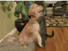 Dog Cat GIF - Dog Cat Hug GIFs