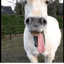 horse laugh tongue