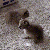 two kittens are standing next to each other on a carpet with the words haniiiiii written on the bottom right
