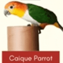 a green and orange parrot is perched on top of a wooden block .