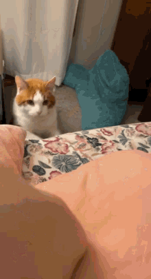Cat Bed GIF - Cat Bed Scratching GIFs