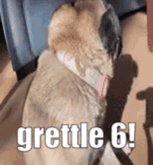 Grettle Grettle6 GIF - Grettle Grettle6 Dog GIFs