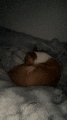 Ginger Chihuahua GIF