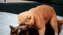 Cat Cry GIF - Cat Cry Pain GIFs