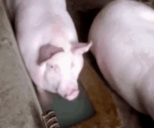 two pigs are standing next to each other and one of them is looking up at the camera .