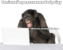 a chimpanzee is sitting in front of a laptop computer with a foreign language caption