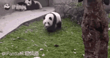 滚滚，熊猫，行走，打滚 GIF