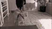 Wagging My Tail National Geographic GIF - Wagging My Tail National Geographic Wally The Dog GIFs
