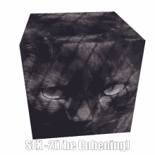 Sex Cat GIF - Sex Cat Cube GIFs
