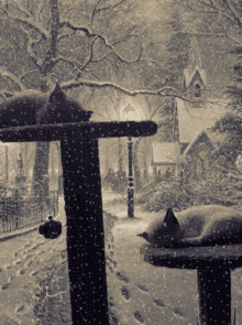 Snowshoecat Winter GIF - Snowshoecat Winter Winterstorm GIFs