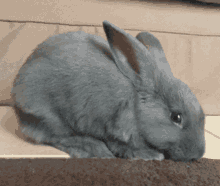 Bunny Bunny Scratching GIF - Bunny Bunny Scratching Cute Bunny GIFs