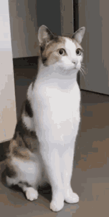Cute Cat GIF - Cute Cat Look GIFs