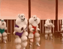Dancing Poodles Exercise GIF - Dancing Poodles Exercise Gym GIFs
