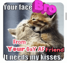 a picture of two kittens kissing with the caption " your face bro from your gay bf friend it needs my kisses "