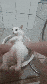 Cat Wash GIF - Cat Wash Goofy GIFs