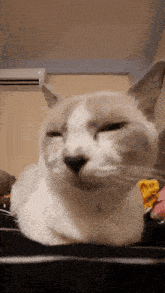 a close up of a cat laying on a bed