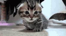 Kitten Cute GIF - Kitten Cute Adorable GIFs