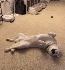 Dog Belly Up GIF
