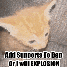 Bapbap Support GIF - Bapbap Support Kitten GIFs
