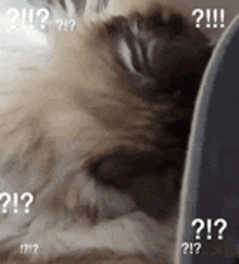 Cat Confused GIF - Cat Confused Noah GIFs