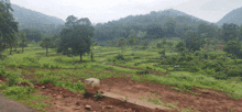 a lush green hillside with a few trees and dirt in the foreground