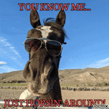 a horse wearing sunglasses has a caption that says you know me just horsin around