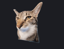 a close up of a cat 's face against a dark background