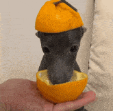 a dog with a slice of orange on its head eating an orange