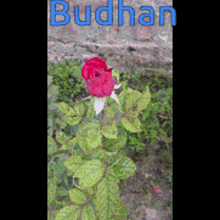 Flowers Rose GIF - Flowers Rose Budhan GIFs